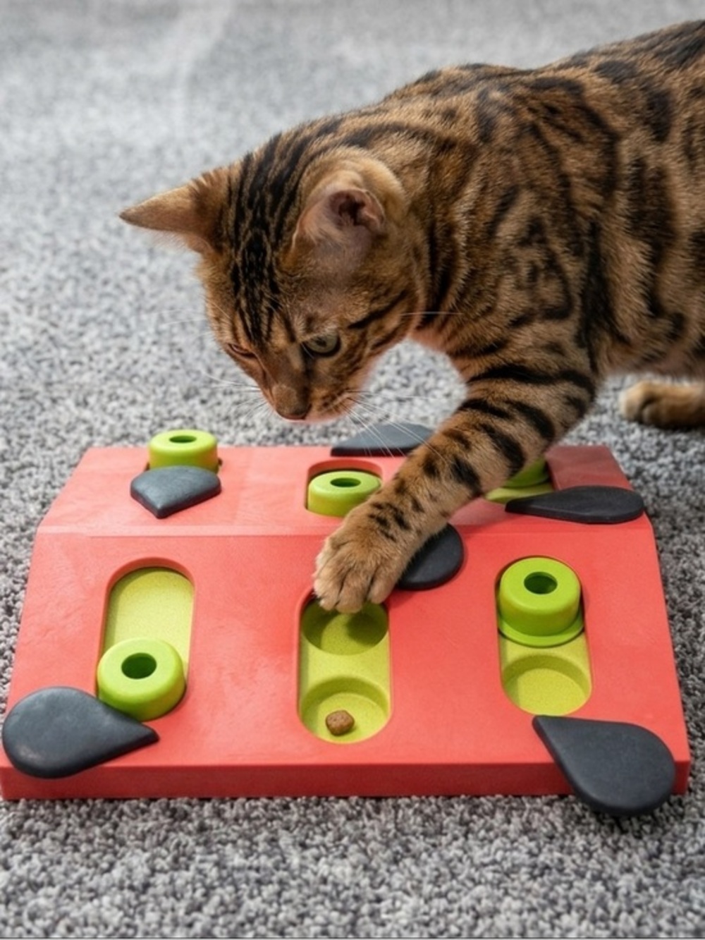 EUC Cat Puzzle & Play Toy for Treats